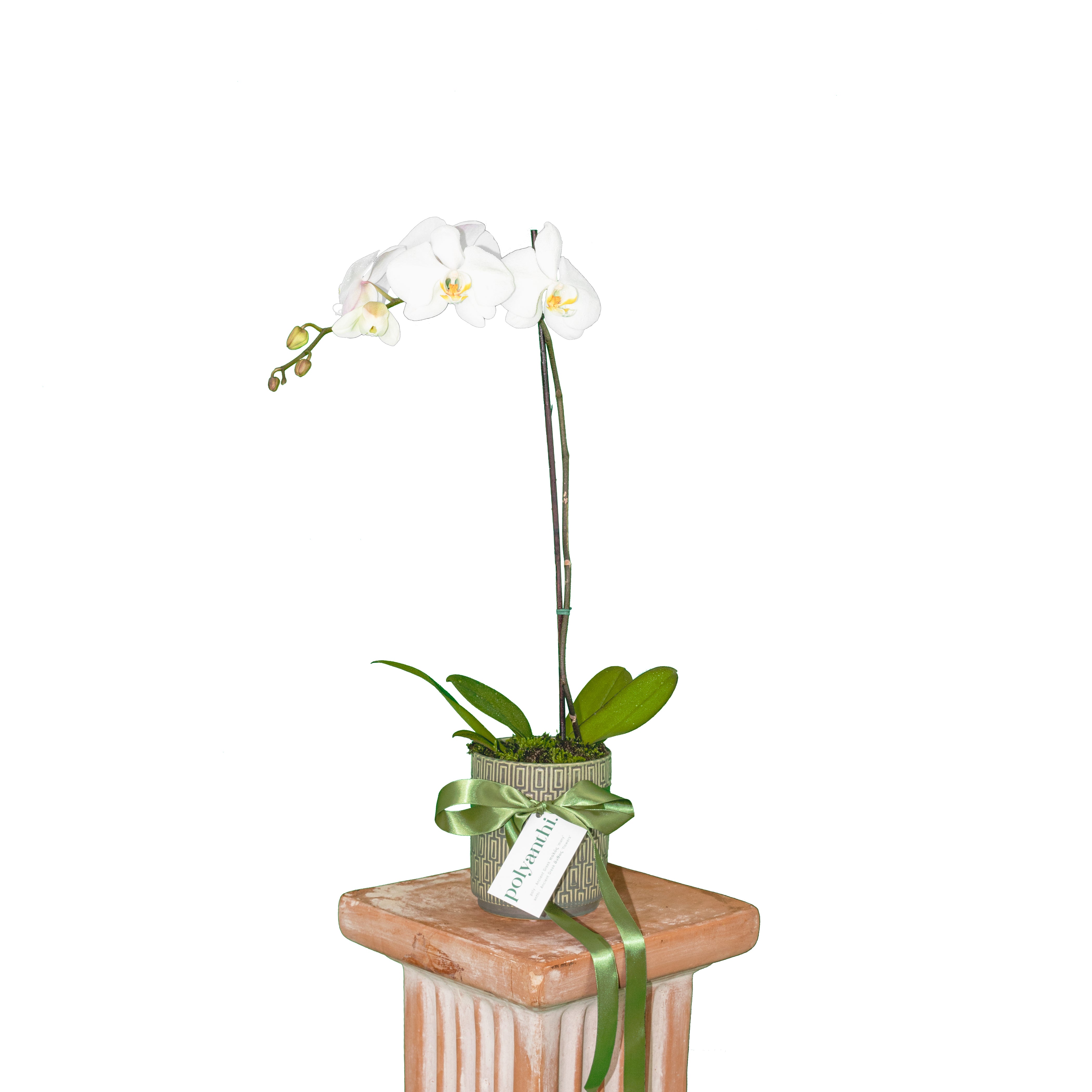 Phalaenopsis Orchid Plant