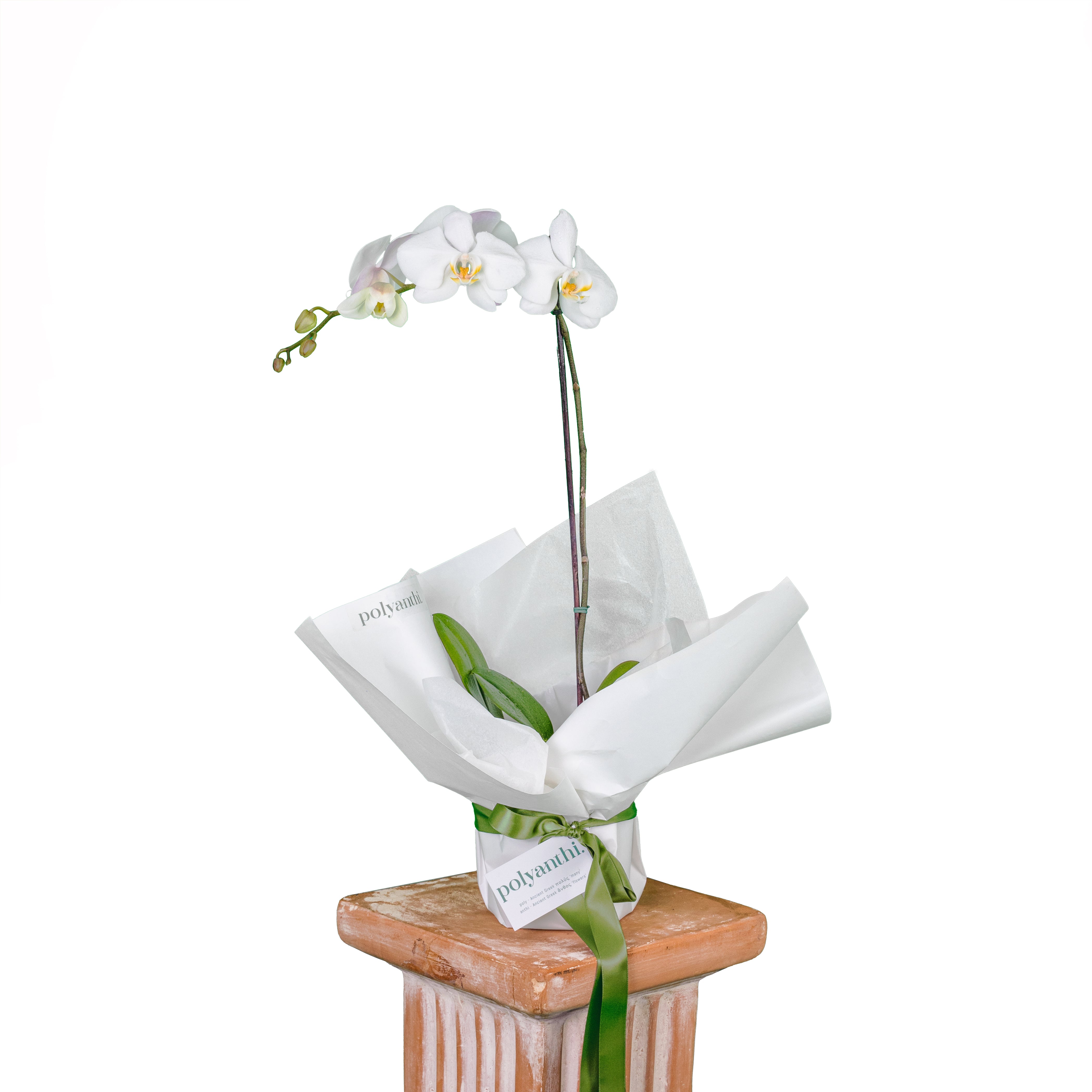 Phalaenopsis Orchid Plant