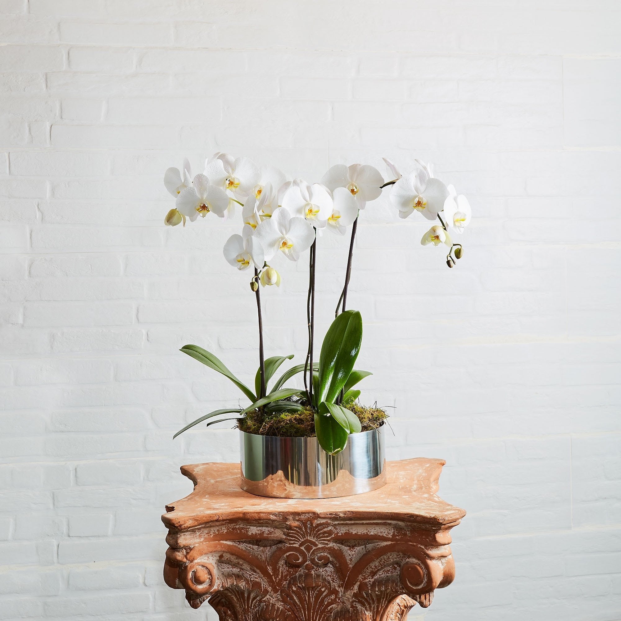 Orchids delivered - White orchid flower