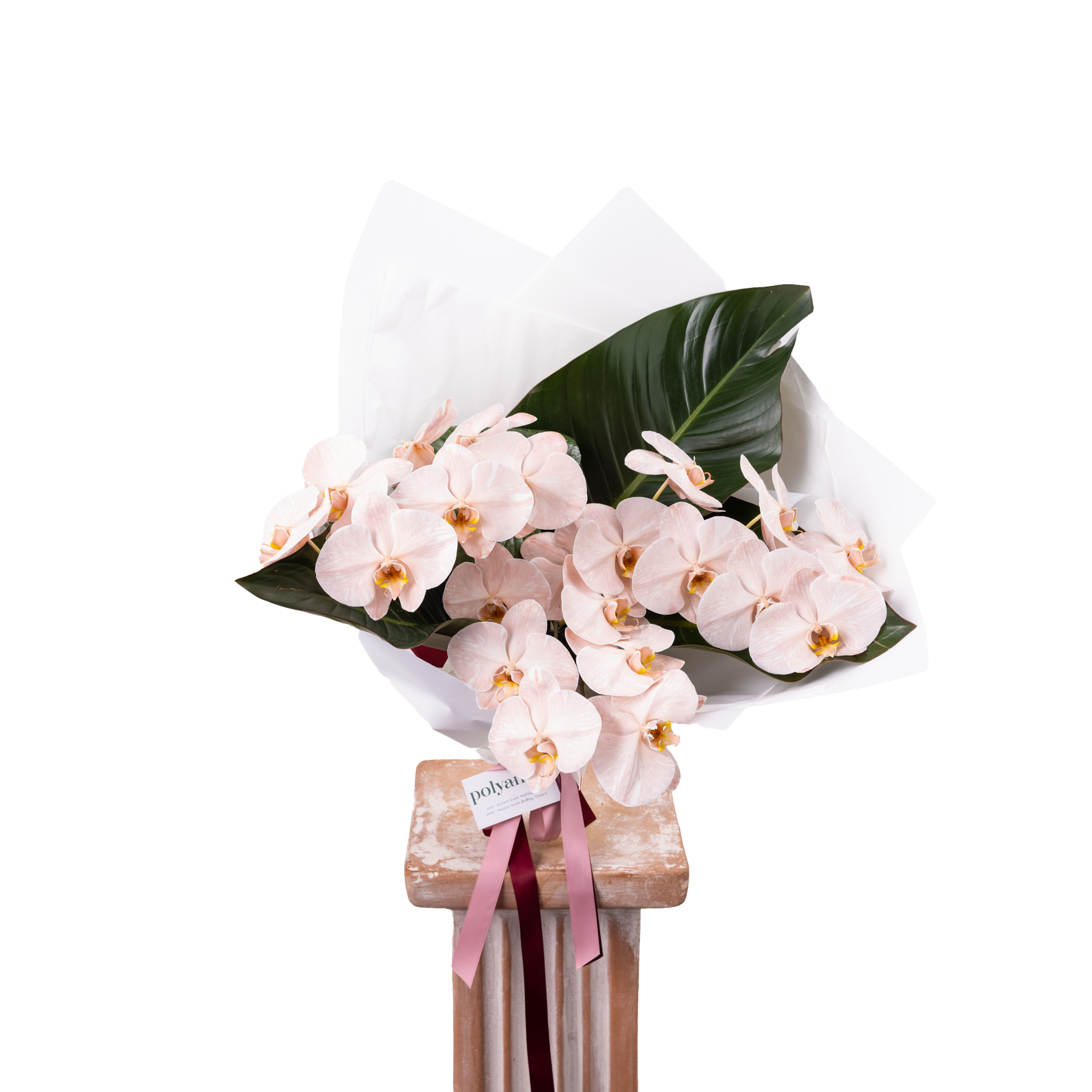 Phalaenopsis Orchids En Masse